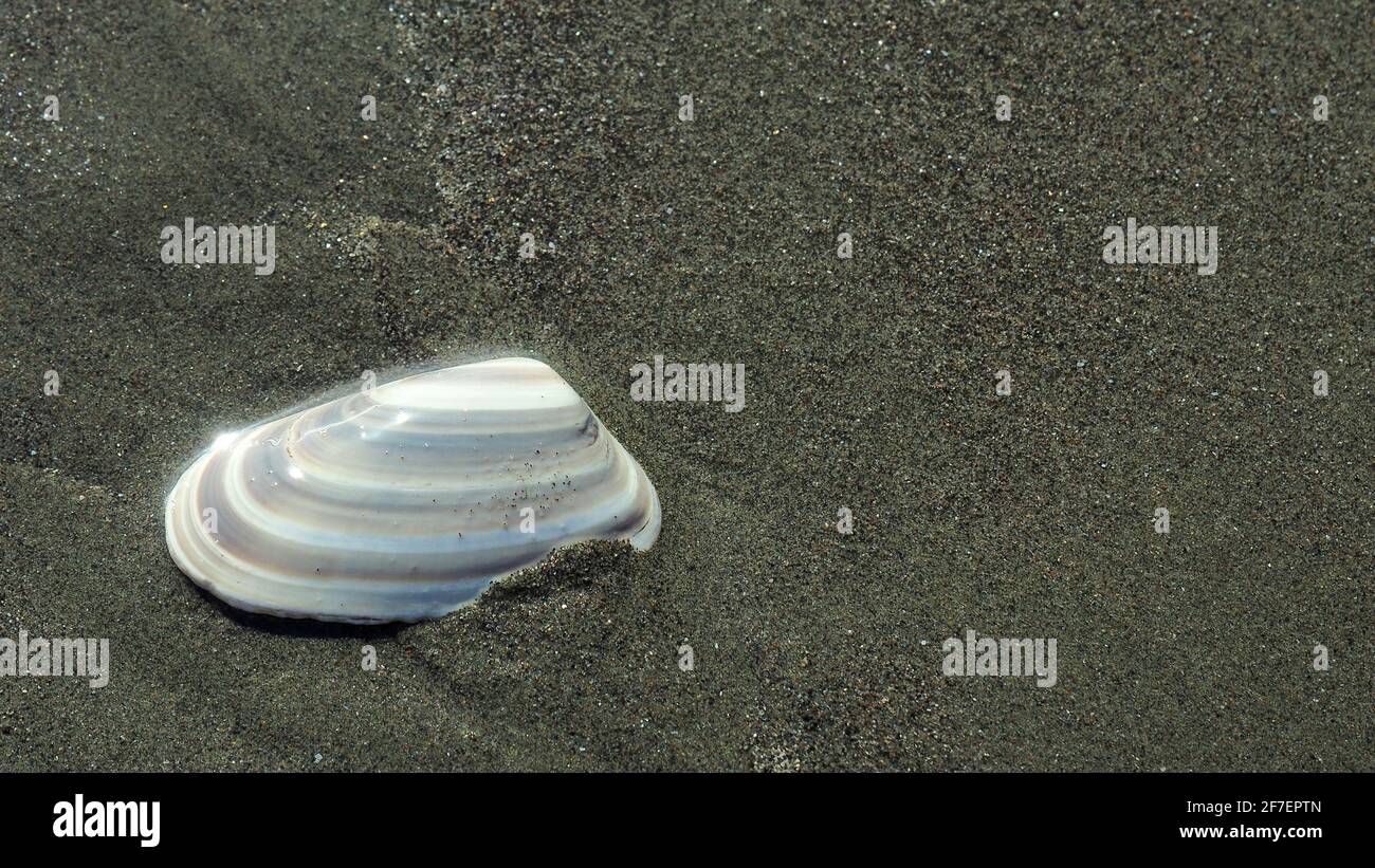 Conchas de moluscos en una playa de arena gris grita de Nueva Zelanda Foto de stock