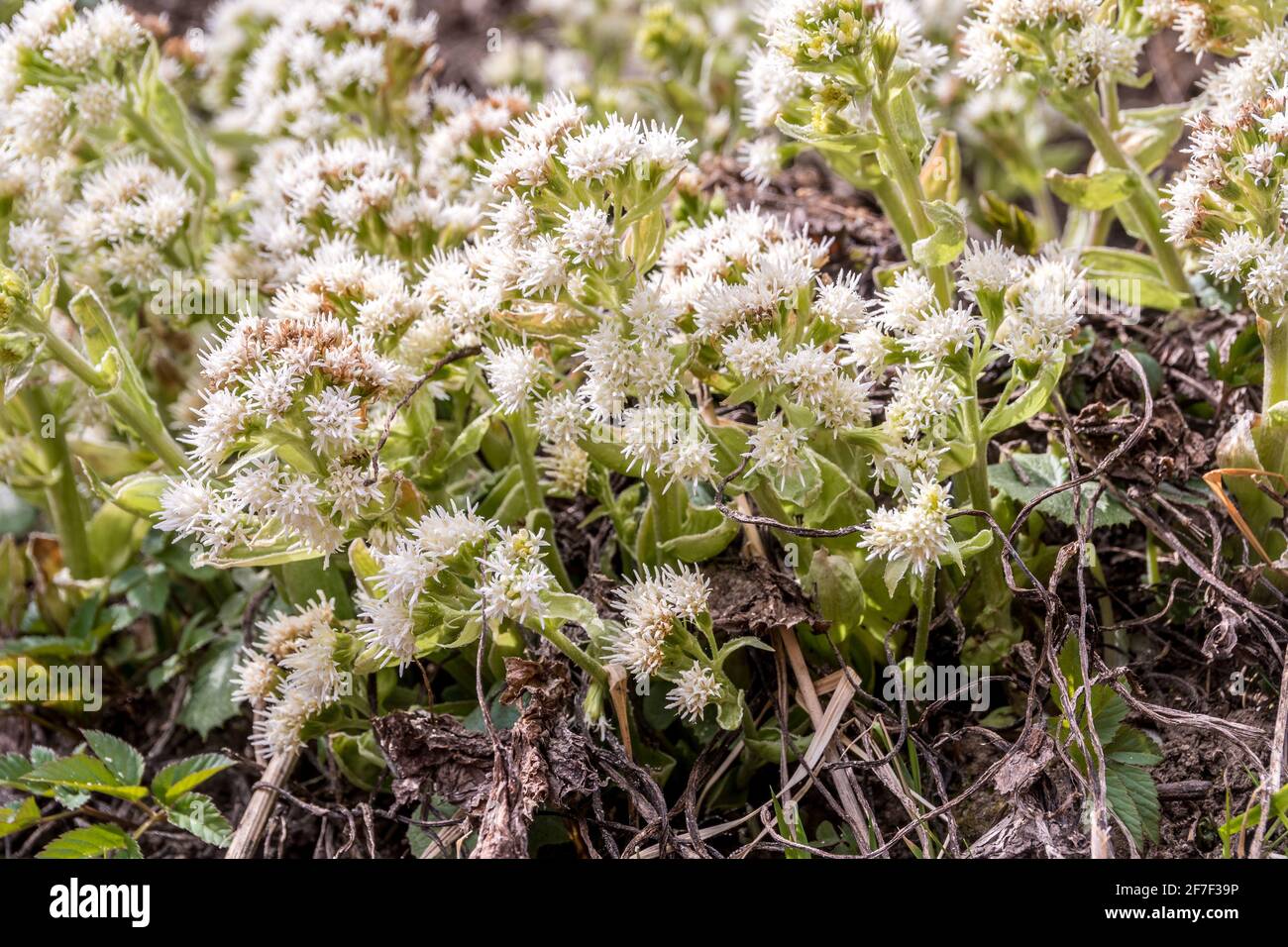 Petasites albus es una especie de planta con flores perteneciente a la familia Asteraceae. Es nativa de Europa central y del Cáucaso. Foto de stock