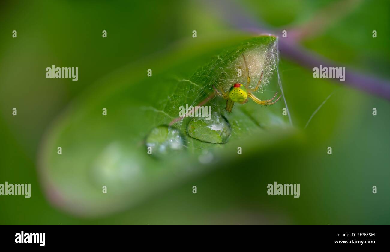 Pepino Araña de orbe verde en una hoja rodeada por su red y 3 gotas de agua. Foto de stock