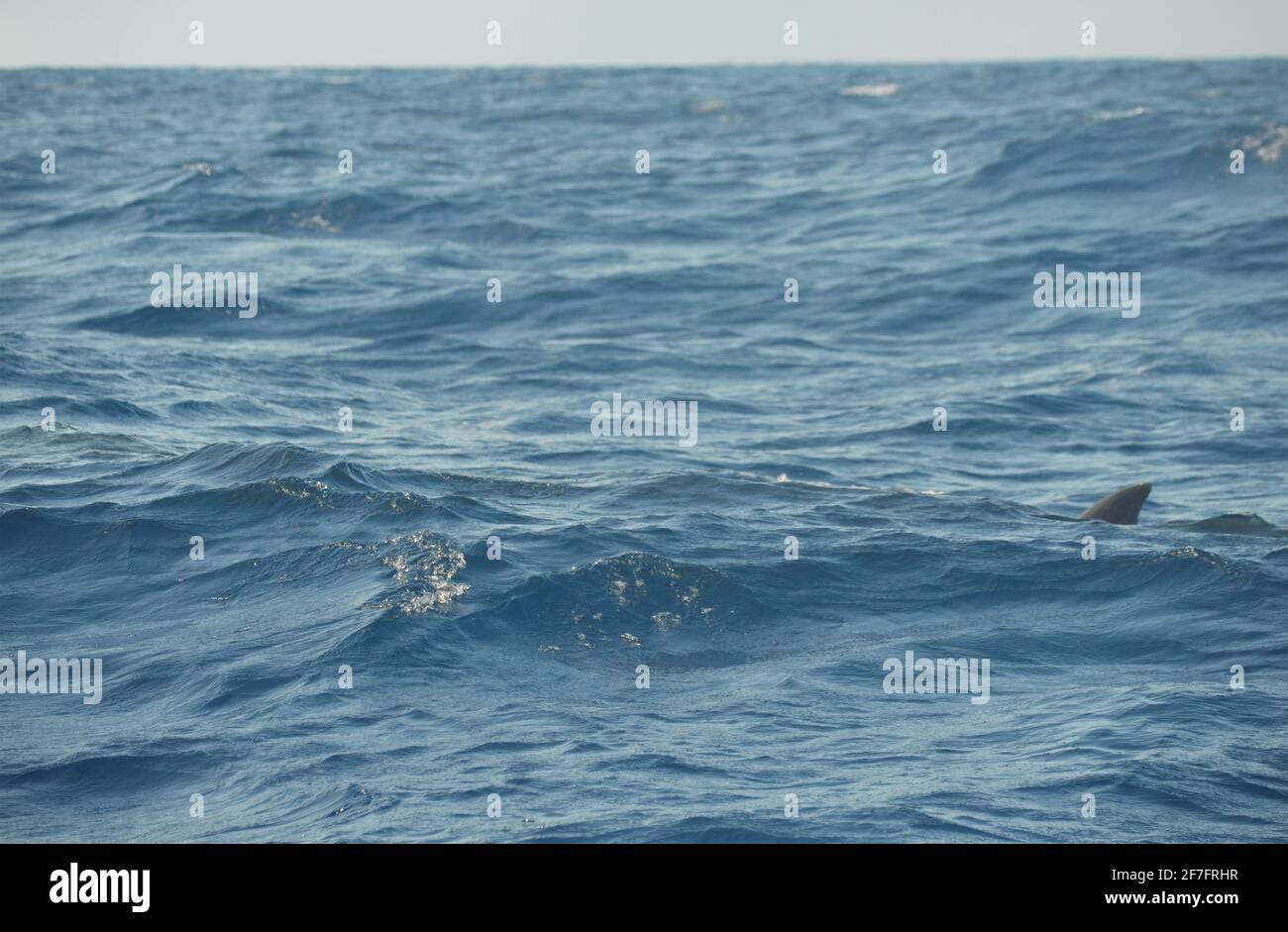 Una ballena sei (Balaenoptera borealis) cerca de Lajes do Pico, Isla Pico, Azores (Portugal) Foto de stock