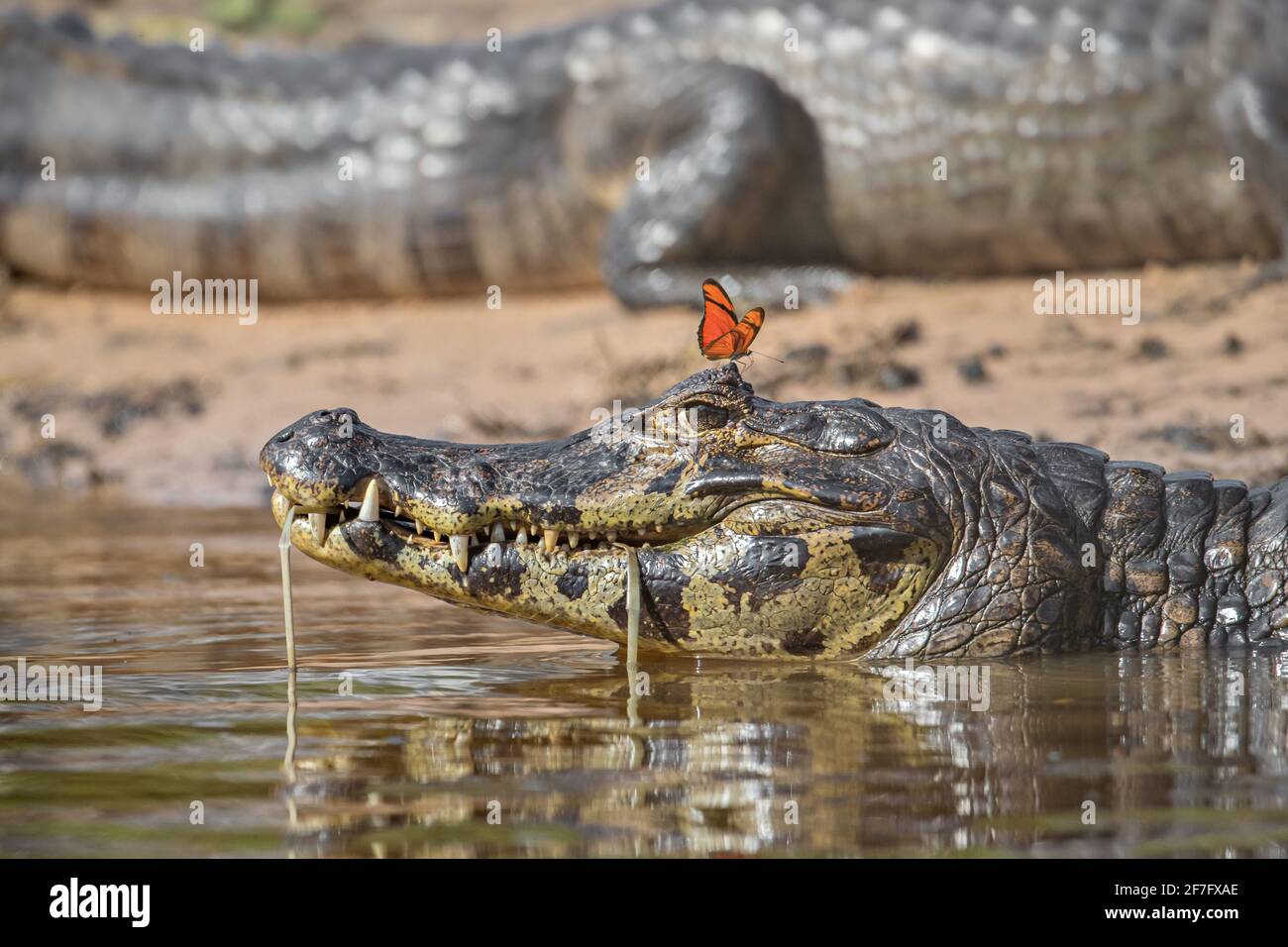 El cocodrilo parece dar una mirada lateral mientras la mariposa naranja  inmutida perca en su cabeza. CUIABA, BRASIL: El momento ASOMBROSO una  colina frágil Fotografía de stock - Alamy