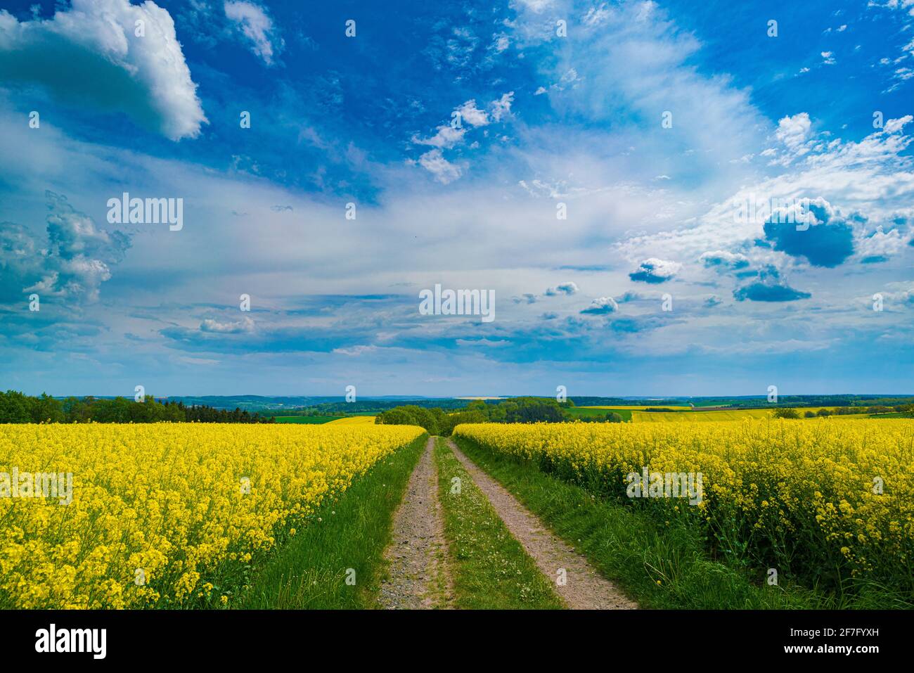 Panorama de campo de colza con carretera Foto de stock