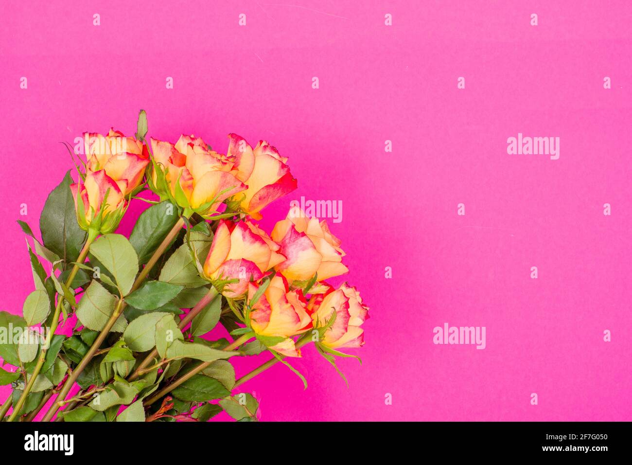Flores de color rosa sobre un fondo de color Foto de alta calidad Foto de stock