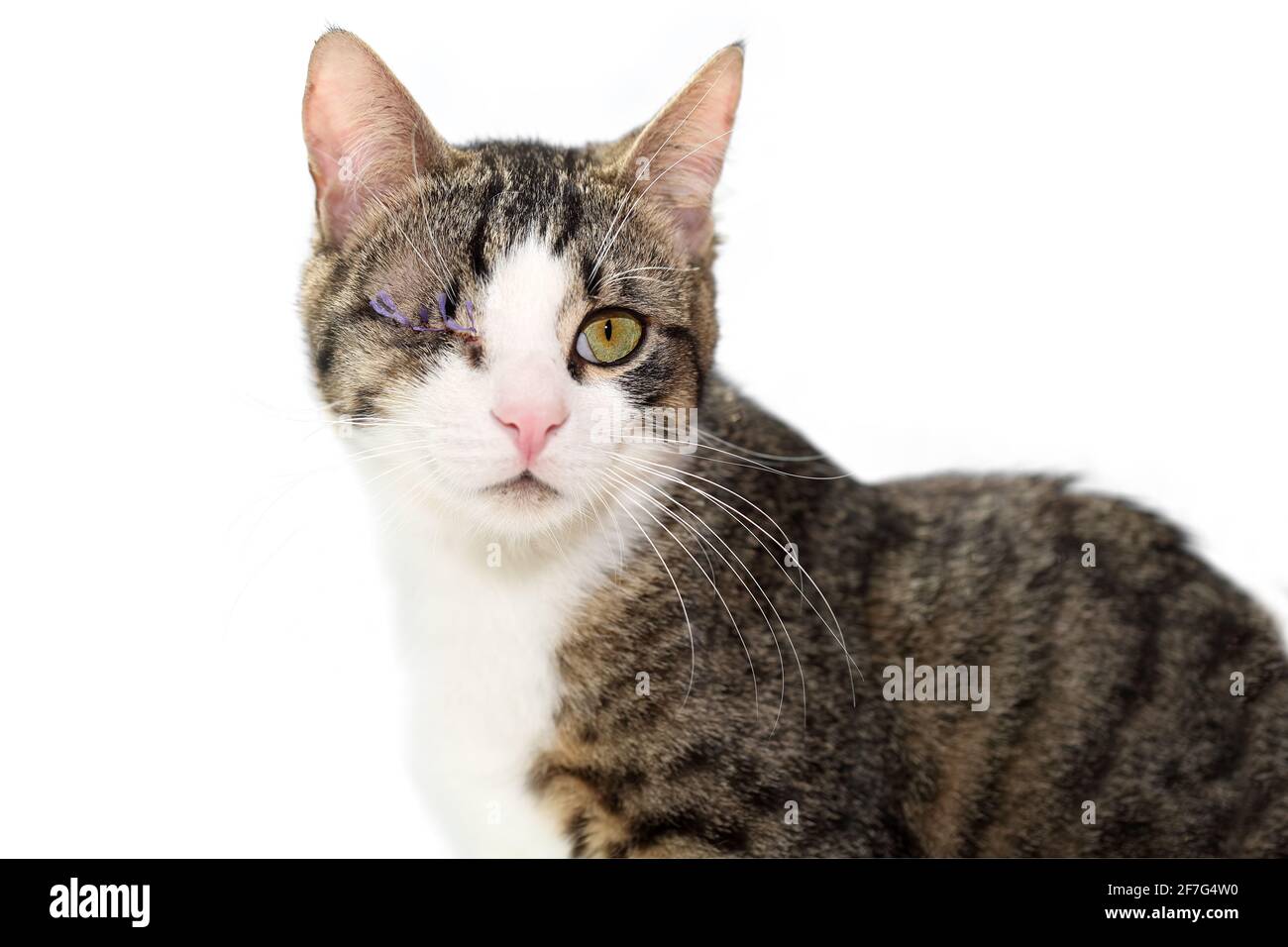 Retrato cercano de un gato tabby blanco gris después de la enucleación  (cirugía de extirpación de los ojos), aún con las suturas quirúrgicas.  Adorable gatito de un ojo, aislado Fotografía de stock -
