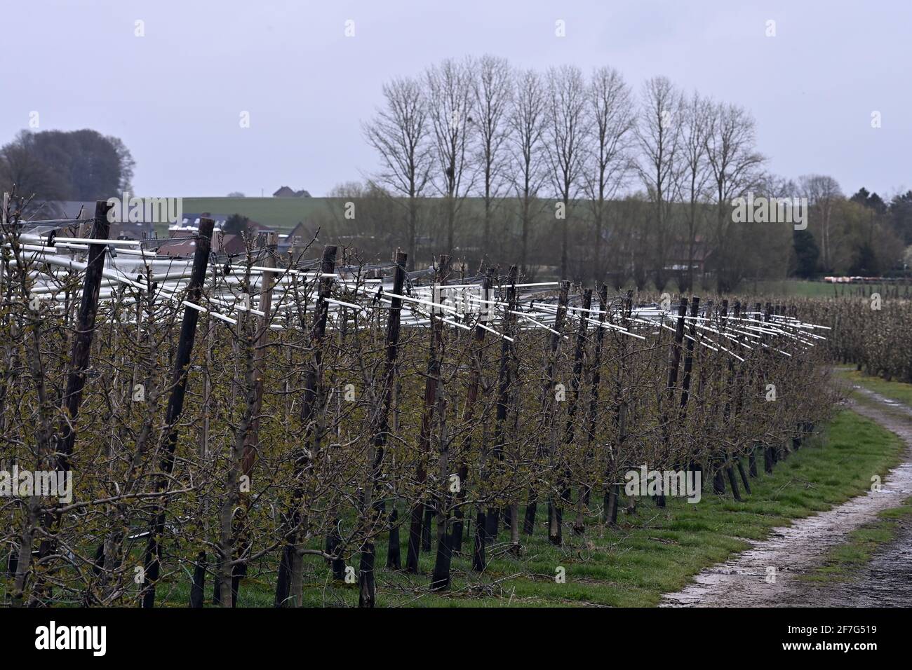 La ilustración muestra árboles frutales en un huerto en Kortenaken, miércoles 07 de abril de 2021. Las condiciones climáticas con bajas temperaturas son difíciles para la fruta Foto de stock