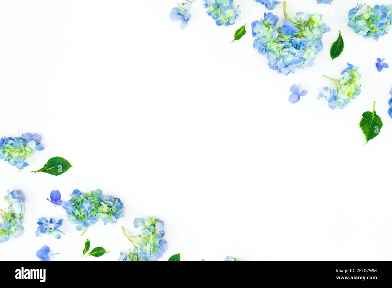 Marco floral de flores azules y hojas sobre fondo blanco. Capa plana. Fondo  floral Fotografía de stock - Alamy