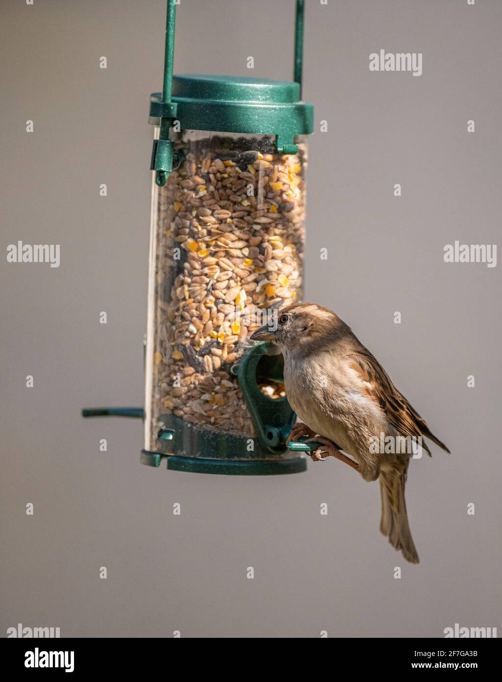 Una mujer gorrión de la casa (Passer domesticus) Un pájaro común del jardín en el Reino Unido que cuelga y alimenta de un alimentador de pájaros Foto de stock