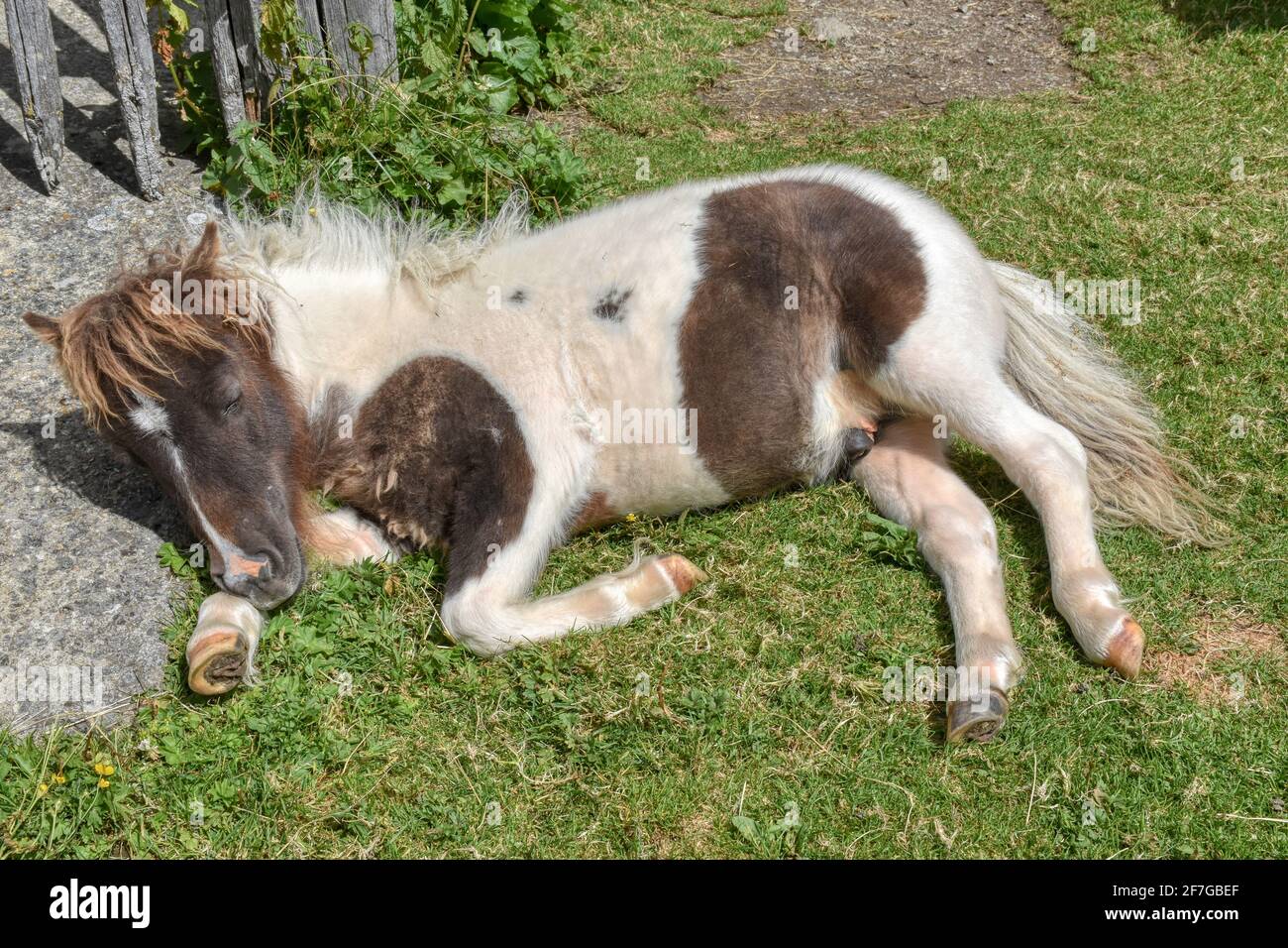Pferd, Fohlen, Hengst, müde, Fell, Liegen, stecken, gefleckt, fleckig, alm, Jagdhausalm, Osttirol, Gebirge, Schnauze, Füllen, Jungtier, Einhufer, Mähn Foto de stock