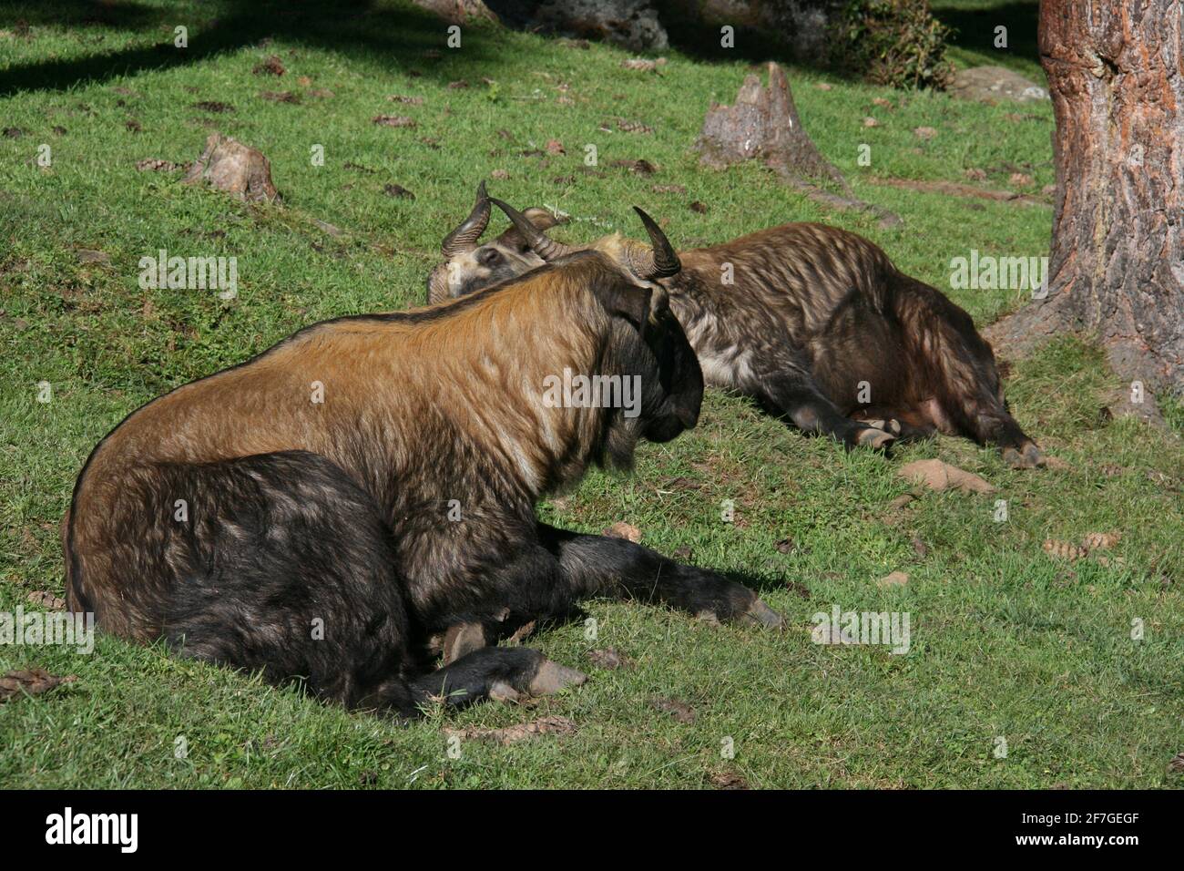 Takin animales salvajes endémicos amenazados reino bután himalaya Rare razas animales especies vida silvestre cuernos cabras pelar naturalmente al aire libre yak Foto de stock