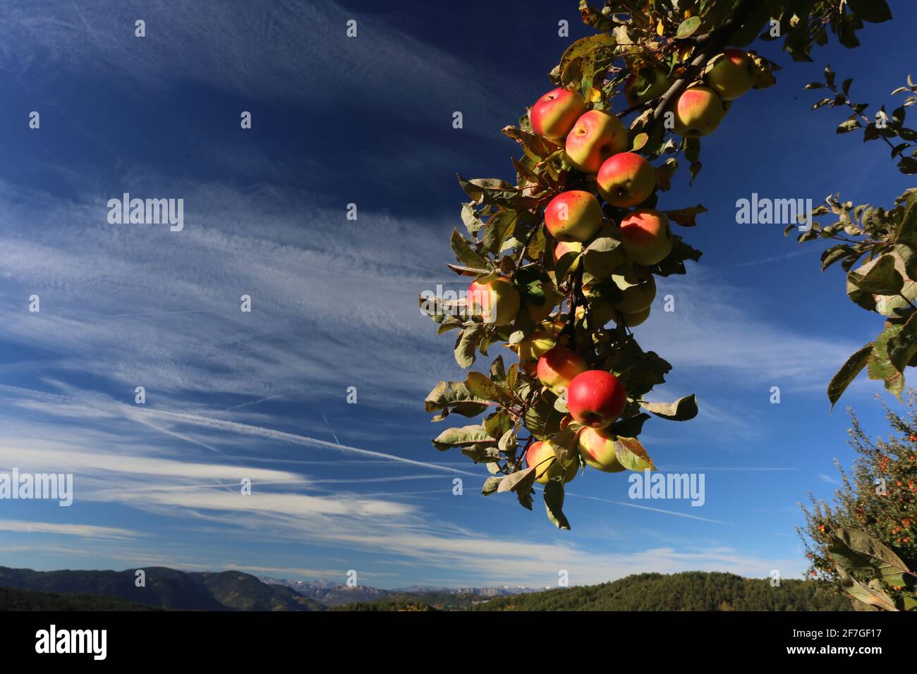 Herbstlicher Ast mit roten reifen Äpfeln gegen blauen Himmel in den Dolomitas in Südtirol, Italien Foto de stock