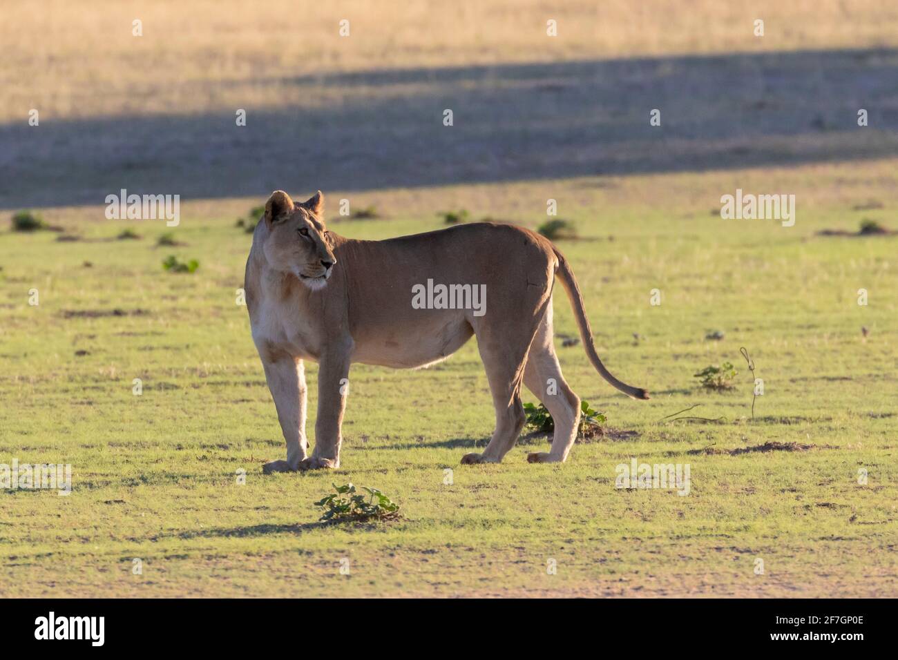 León Kalahari (Panthera Leo), leona, Kalahari, Cabo Norte, Sudáfrica. La UICN Roja catalogó como especie vulnerable debido a la disminución de la población Foto de stock