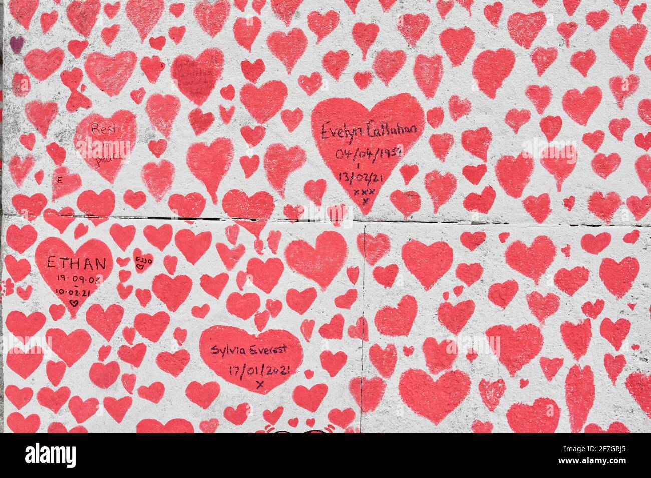 National Covid Memorial Wall, alrededor de 130.000 corazones han sido pintados en una sección de un kilómetro de largo de la pared frente a las Casas del Parlamento como un monumento a los que han muerto de Coronavirus. Hospital St Thomas, Westminster, Londres. REINO UNIDO Foto de stock