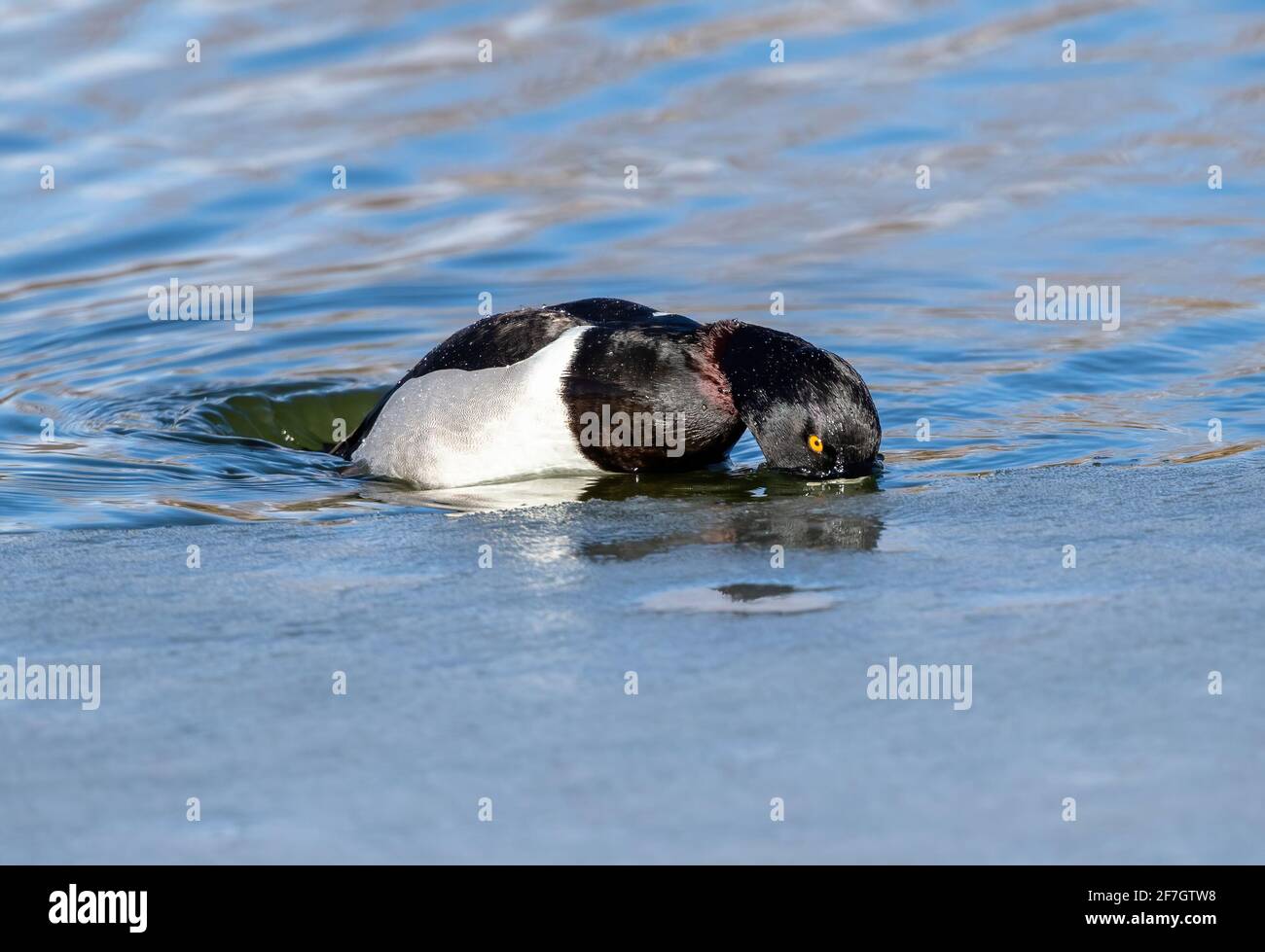 Primer plano de un hermoso pato de cuello redondo en medio de la inmersión con su anillo de cuello rojizo visible, en un soleado día de invierno. Foto de stock