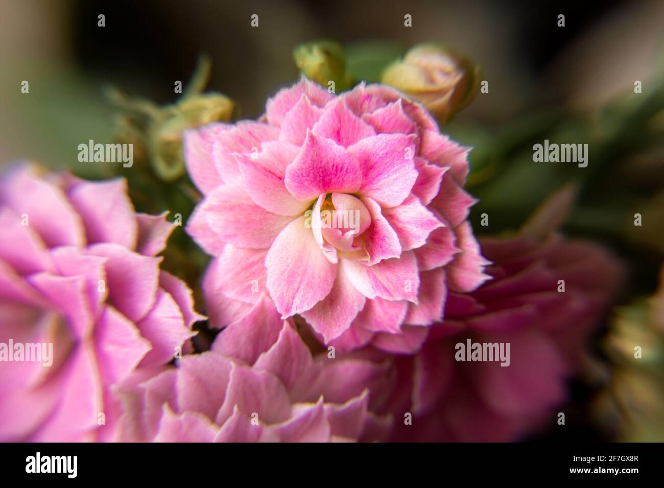 Flor de planta interior Kalanchoe Blossfeld rosa Primer plano con selectivo enfoque Foto de stock