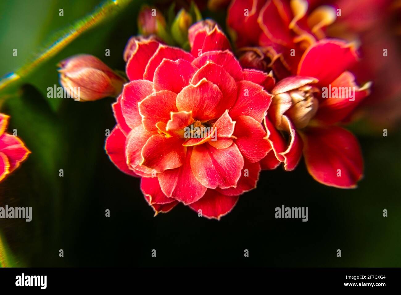 Flor interior de color rojo brillante Kalanchoe Blossfeld disparó de cerca con selectivo enfoque Foto de stock