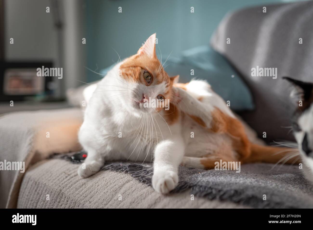 un gato marrón y blanco tumbado en el sofá, rasca su oreja Fotografía de  stock - Alamy
