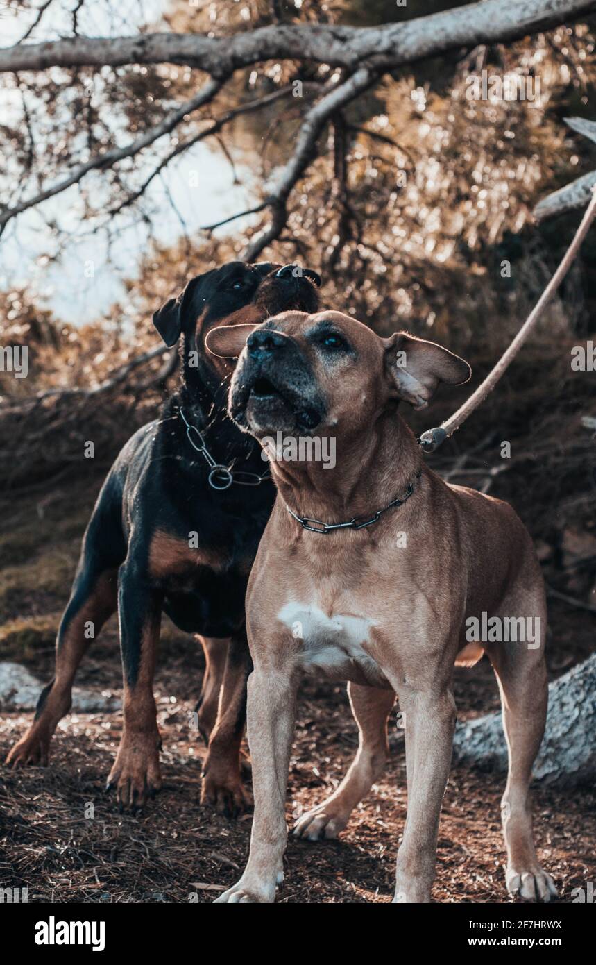 Par de perros presa, un rottweiler y un perro cimarron uruguayo Fotografía  de stock - Alamy