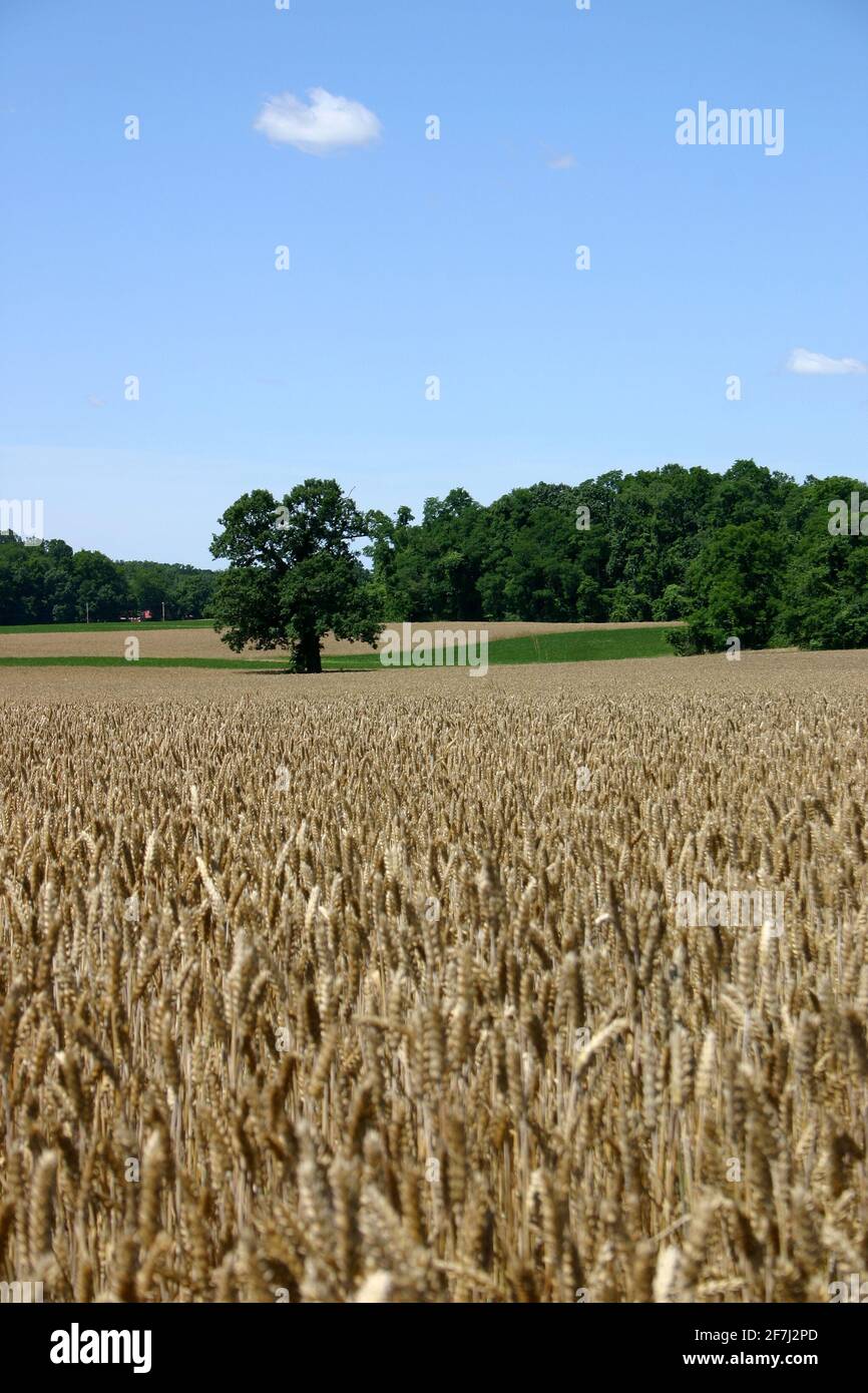 Campo de trigo maduro para la cosecha en la zona rural de Nueva Jersey, EE.UU. Foto de stock