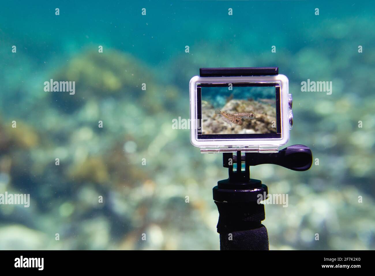 Uso de la cámara de acción en una caja resistente al agua para hacer fotos  y vídeos bajo el agua en modo de visualización en directo Fotografía de  stock - Alamy