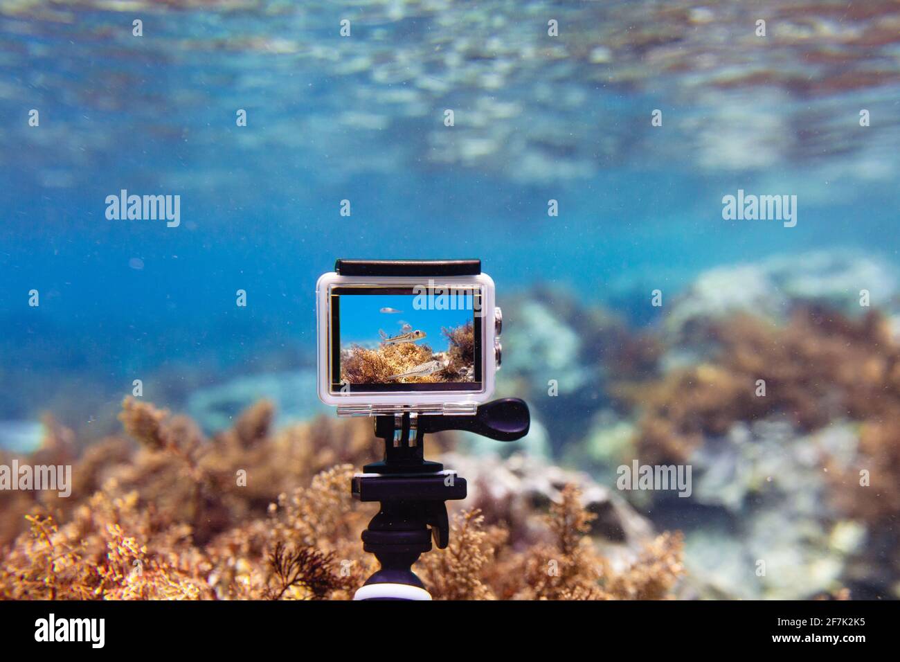 rock profundidad Asistente Uso de la cámara de acción en una caja resistente al agua para hacer fotos  y vídeos bajo el agua en modo de visualización en directo Fotografía de  stock - Alamy