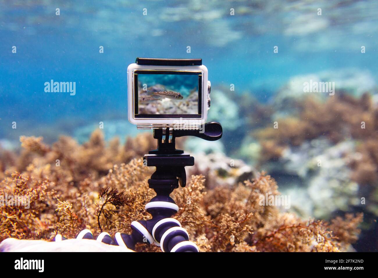 Sede Marco Polo Sonrisa Uso de la cámara de acción en una caja resistente al agua en una mini  plegable flexible trípode para hacer fotos y vídeos bajo el agua en modo de  visualización en directo