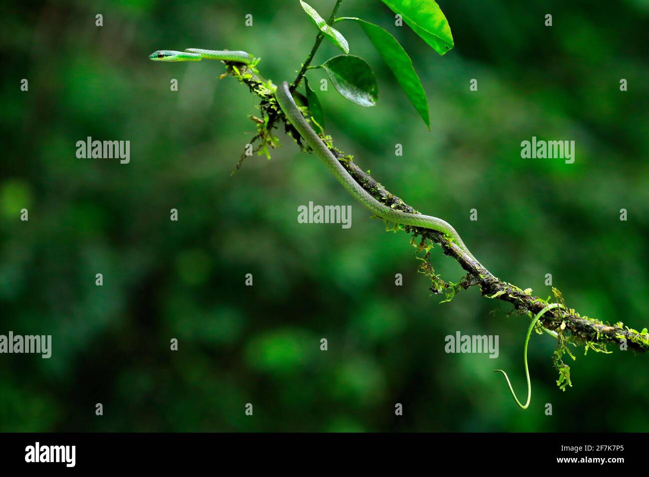 Oxybelis brevirostris, serpiente de seno corto de Cope, serpiente roja en la vegetación verde. Reptiles forestales en hábitat, en la rama arbórea, Costa Rica. Wi Foto de stock