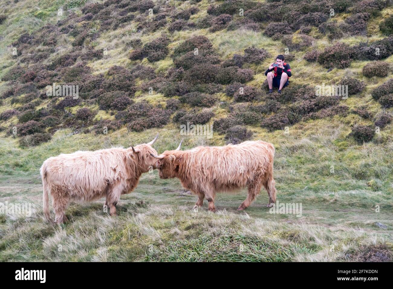 Un hombre fotografiando vacas de tierras altas de corta distancia Foto de stock
