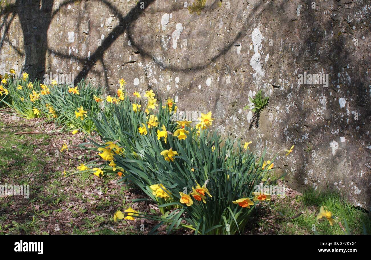 Árboles que proyectan hermosas sombras en un muro de piedra construido tradicionalmente. Narcisos amarillos que crecen en espacios verdes, dando la bienvenida a la naturaleza de nuevo en espacios urbanos. Foto de stock