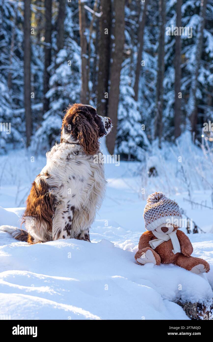 Peluche y perro de caza en el bosque de invierno Foto de stock