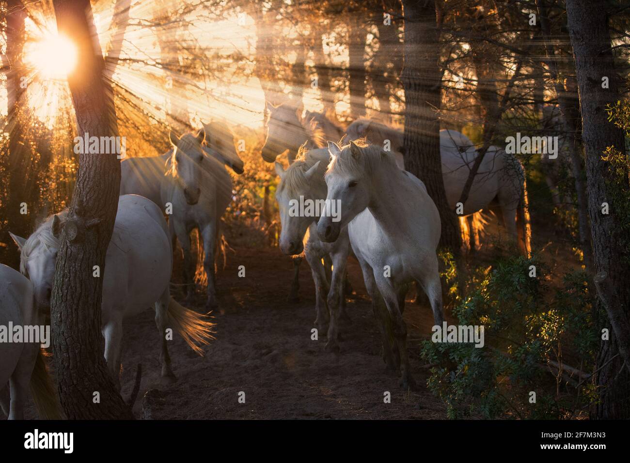 Un grupo de caballos de Camarague están representados en el bosque al atardecer. CAMARGUE, FRANCIA: El momento ÉPICO en el que se harán dos impresionantes sementales para determinar quién es el Foto de stock
