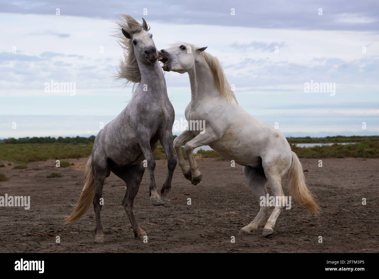 El par de caballos de Camarga la batalan en la costa sur de Francia. CAMARGUE, FRANCIA: El momento ÉPICO en el que se harán dos impresionantes sementales para determinar quién Foto de stock