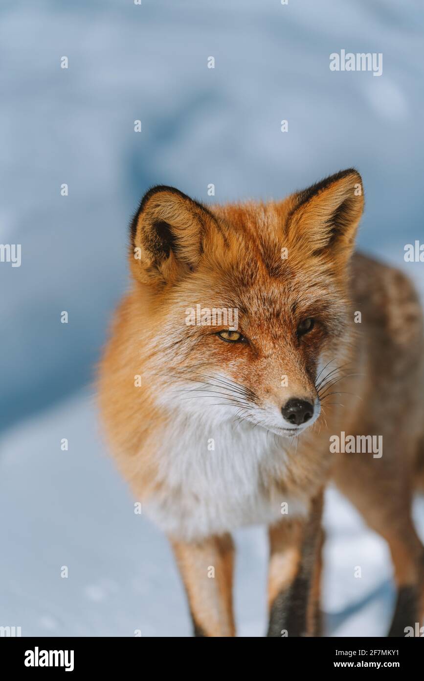 El zorro solitario es un zorro brillante Fotografía de stock - Alamy