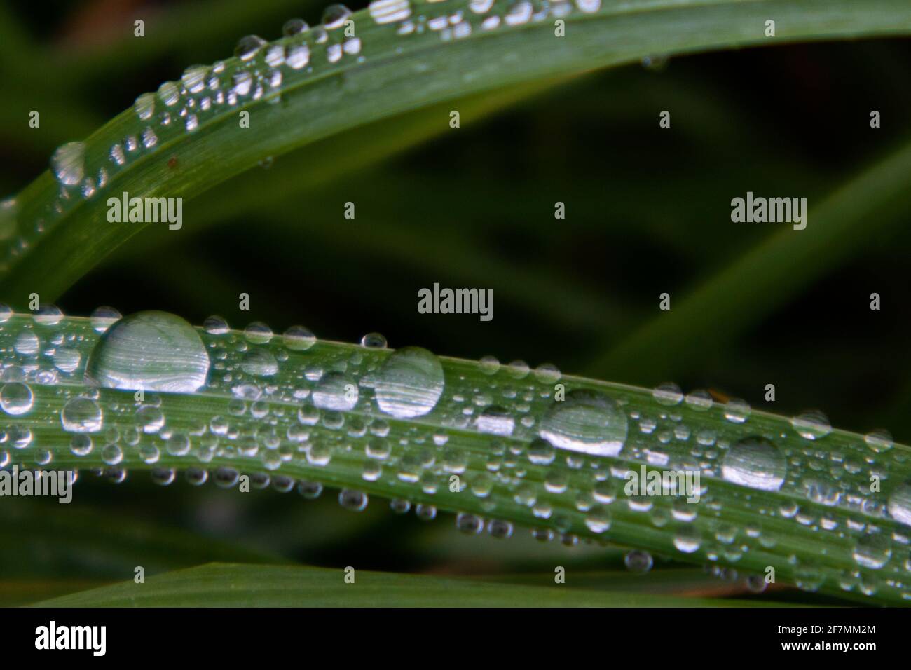 El agua cae sobre la superficie de una hoja verde Foto de stock