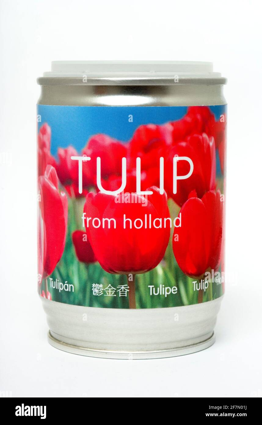 Tulipán holandés en lata Foto de stock
