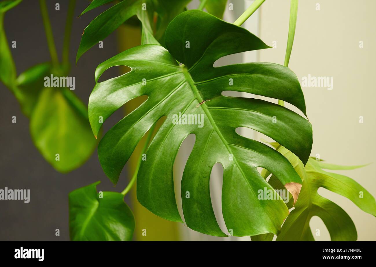 hoja verde clara de una planta sobre un fondo blanco Foto de stock