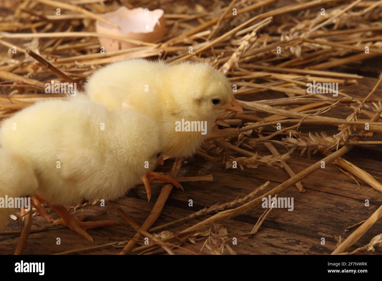 cría de aves de corral - los pollitos amarillos recién eclosionados Foto de stock