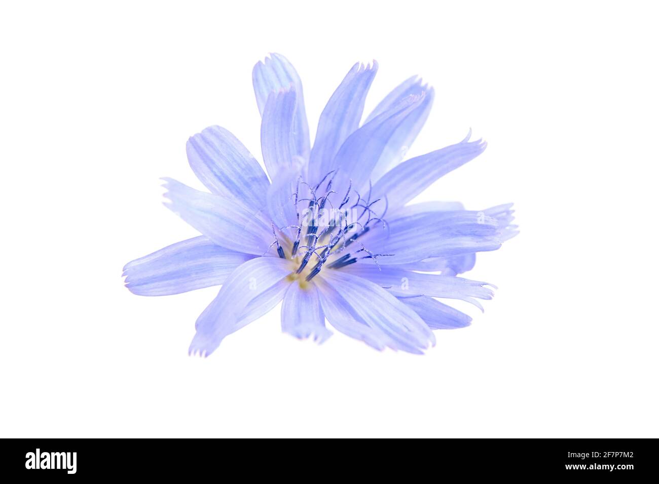 Achicoria flor azul planta aislada sobre fondo blanco. Flor única con pétalos azules brillantes Foto de stock