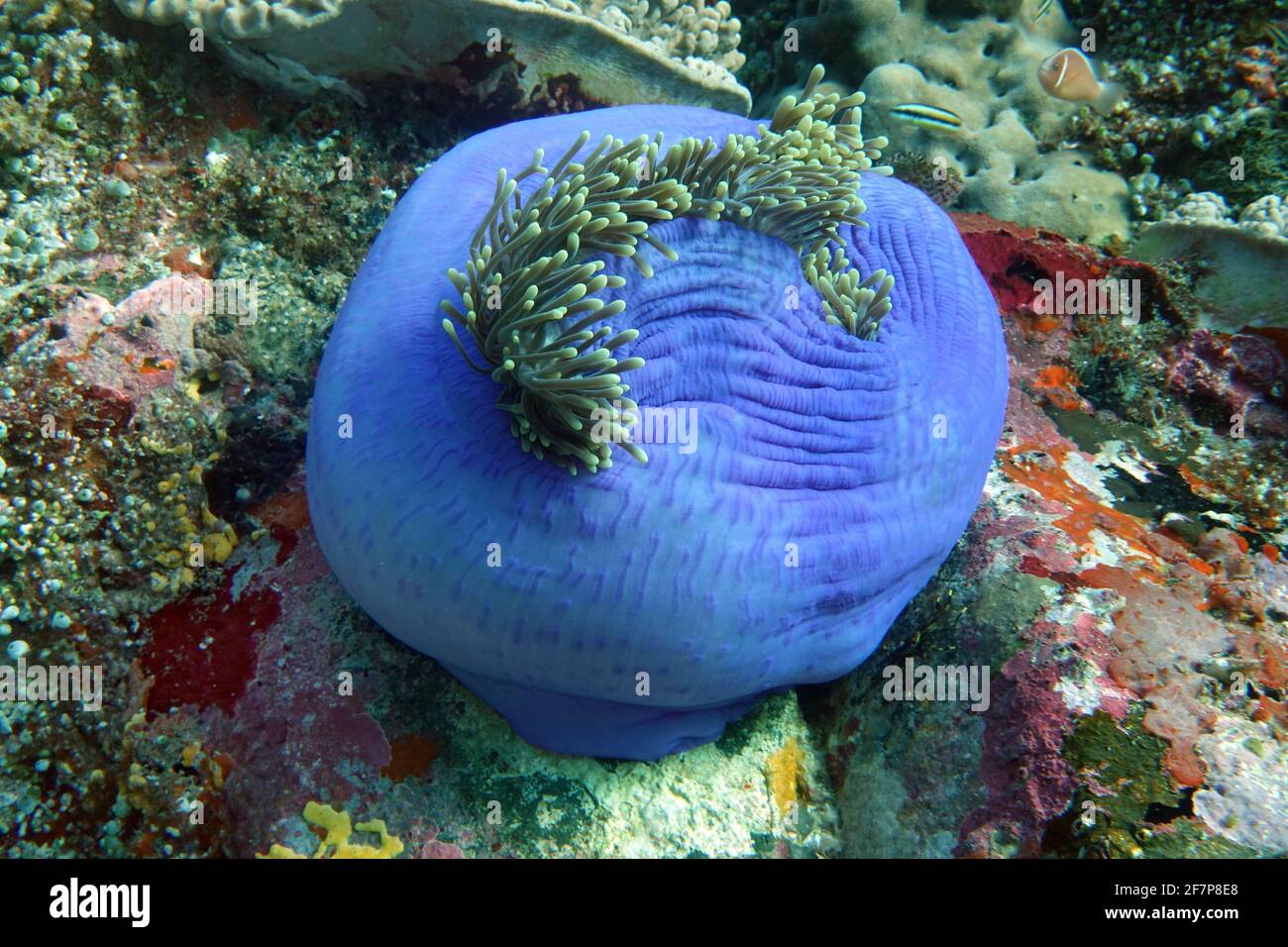 Magnífica anémona de mar, Ritteri anémona (Heteractis magnifica), casi cerrada magnífica anémona de mar, Indonesia, Molucas Foto de stock