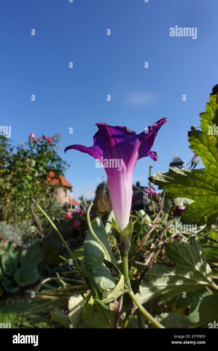 Gloria matutina común, gloria matutina alta (Ipomoea purpurea), floreciendo, Alemania Foto de stock