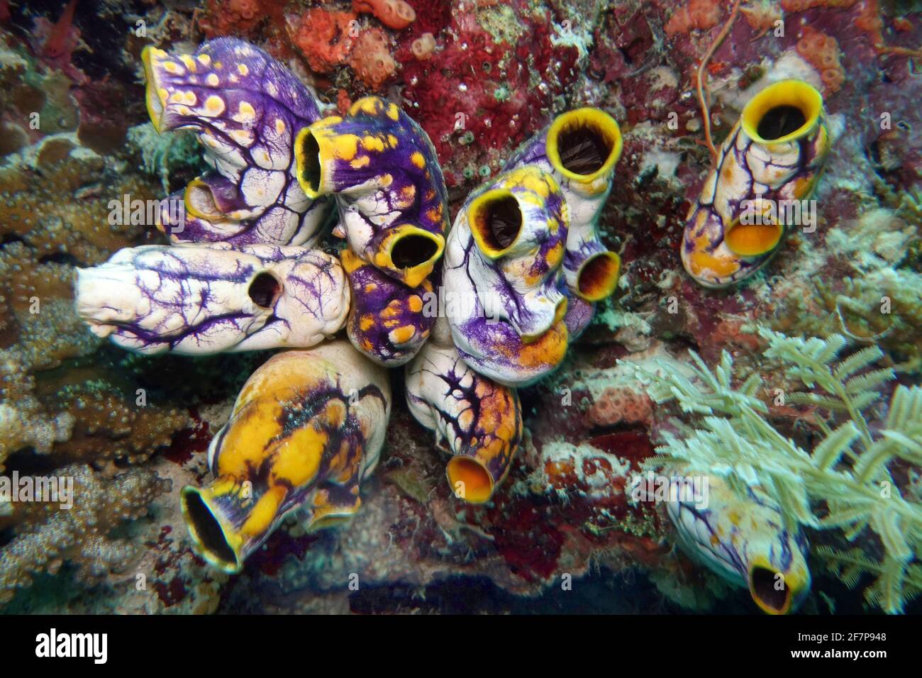 Escuadrón dorado (Polycarpa aurata), grupo en el arrecife de coral, Indonesia, Molucas, Isla Towali Foto de stock