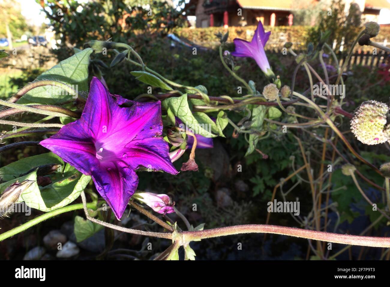 Gloria matutina común, gloria matutina alta (Ipomoea purpurea), floreciendo, Alemania Foto de stock