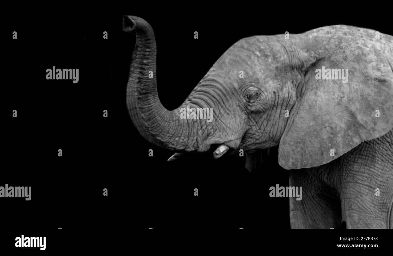Elefante de tronco grande de pie en el fondo negro Foto de stock