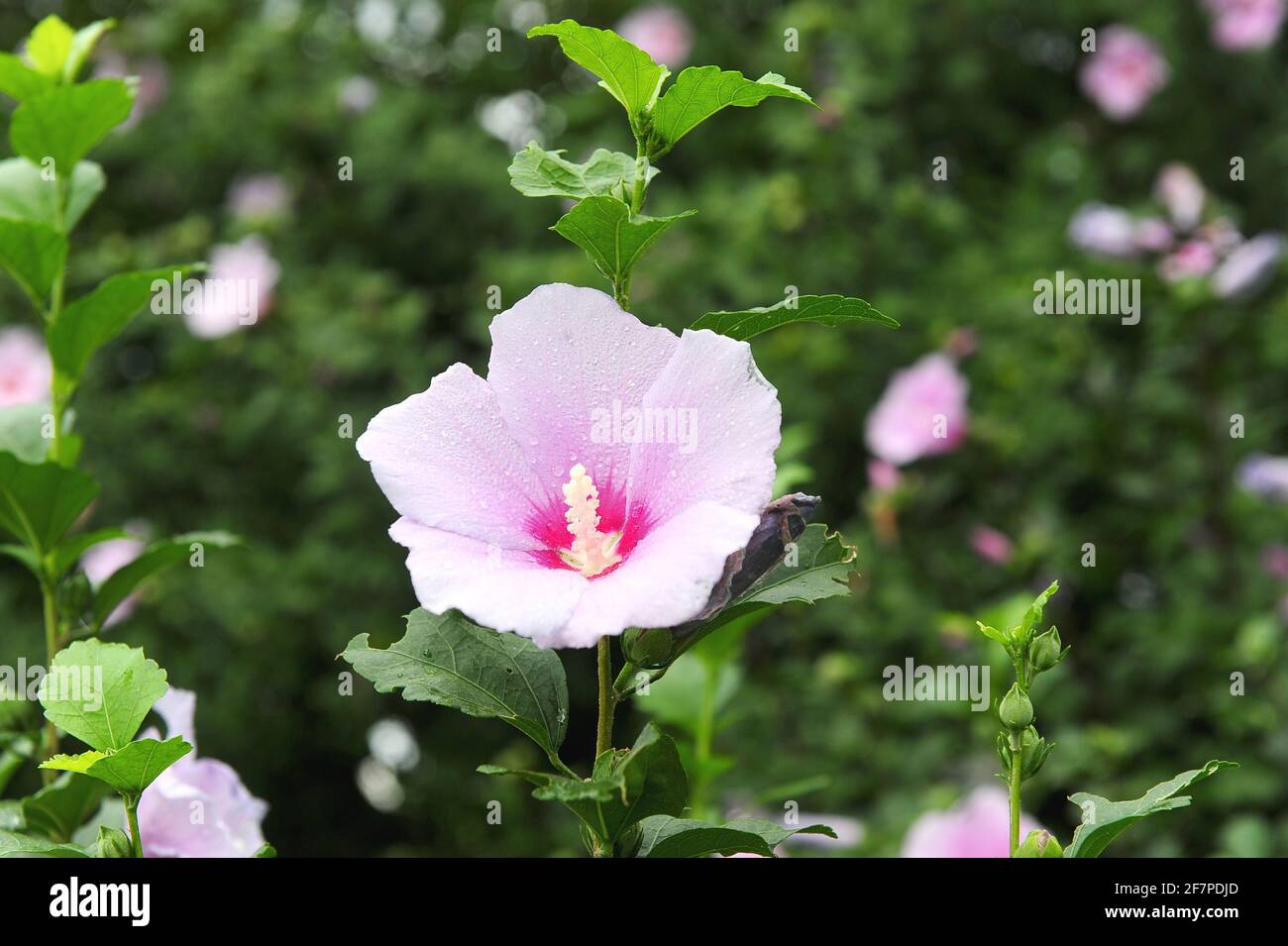 La rosa de Sharon es considerada como la flor nacional de Corea Fotografía de stock - Alamy La rosa de Sharon es considerada como la flor nacional de Corea Fotografía de stock - Alamy