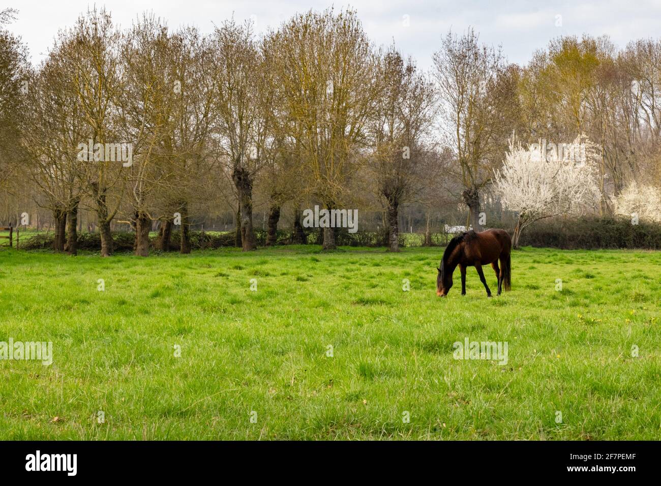 vista de caballo en prado Foto de stock