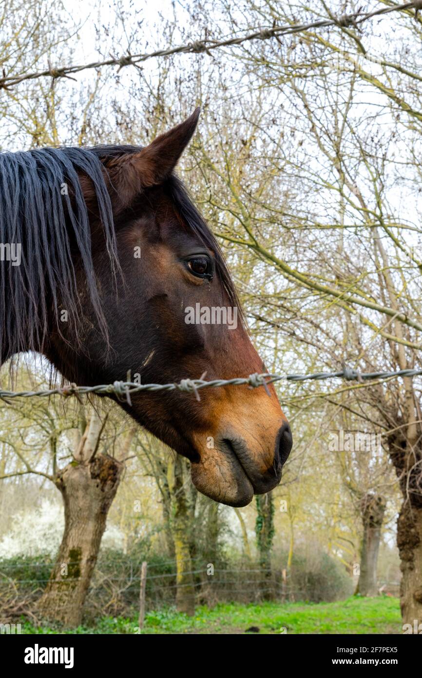 retrato de caballo en pradera Foto de stock