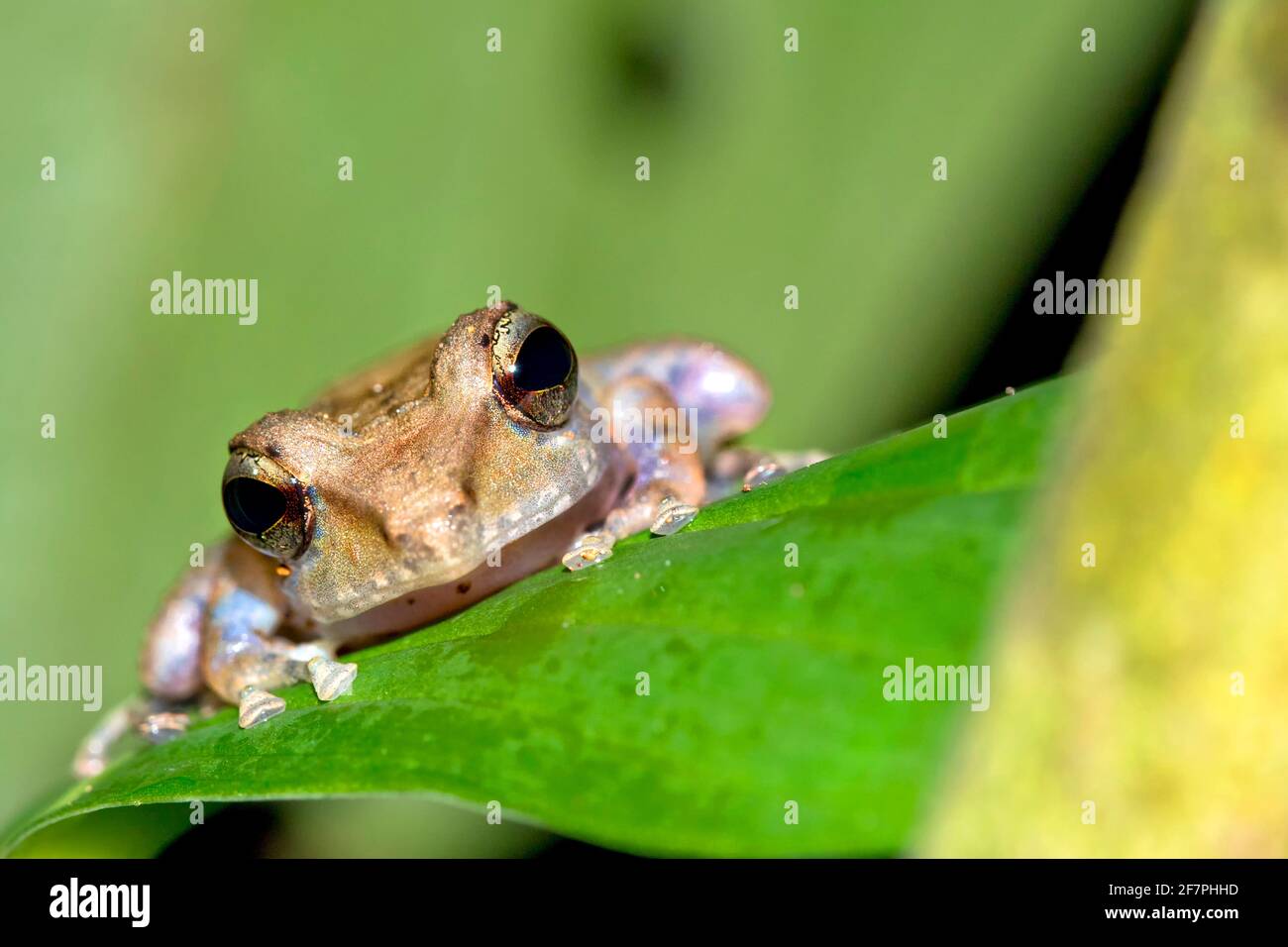 Rana Tropical, Selva Tropical, Parque Nacional Corcovado, Área de