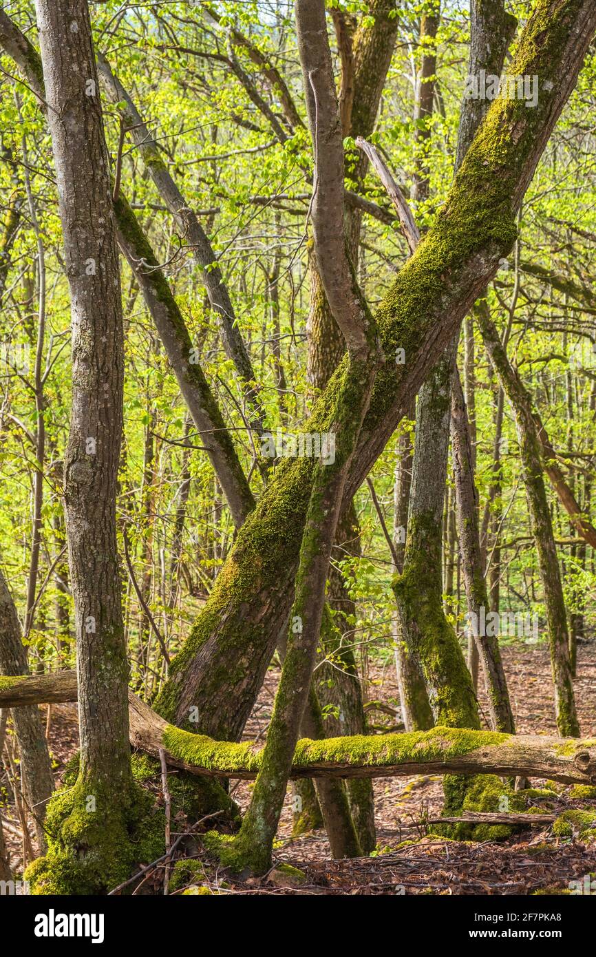 Musgo verde en los árboles en un bosque en ciernes en primavera Foto de stock