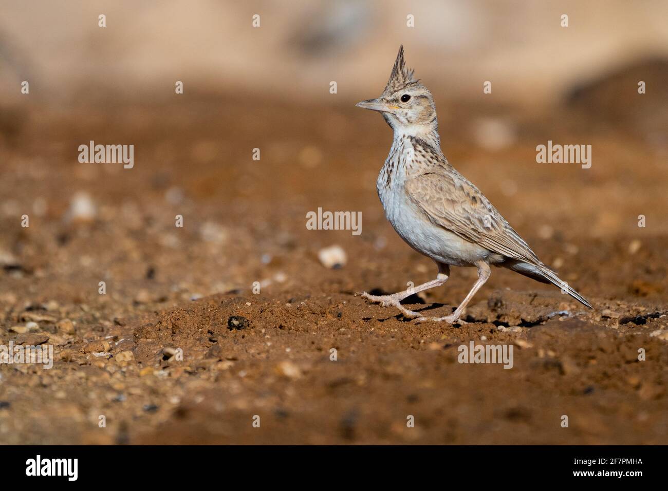 Crested Lark (Galerida cristata) cerca del agua, Crested alondras raza a través de la mayor parte de Eurasia templada desde Portugal hasta el noreste de China y de la India oriental Foto de stock