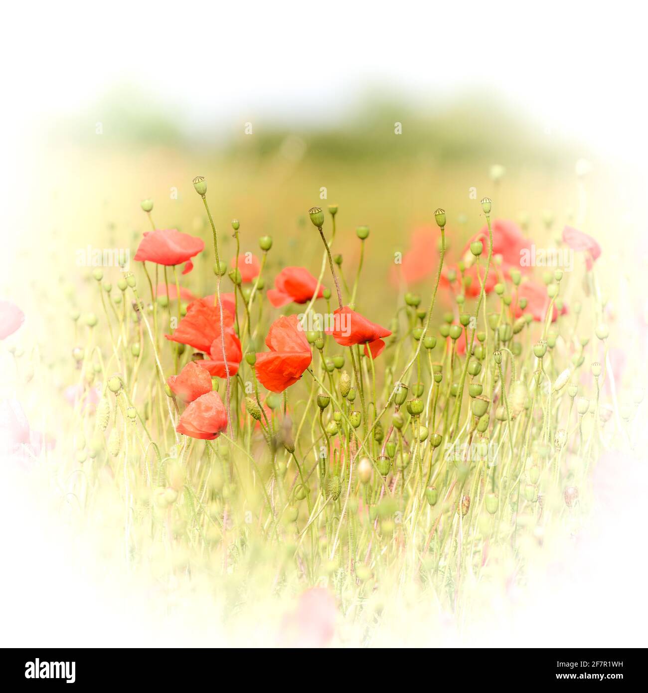 Imagen etérea suave de las amapolas en un campo de crecimiento maíz Foto de stock