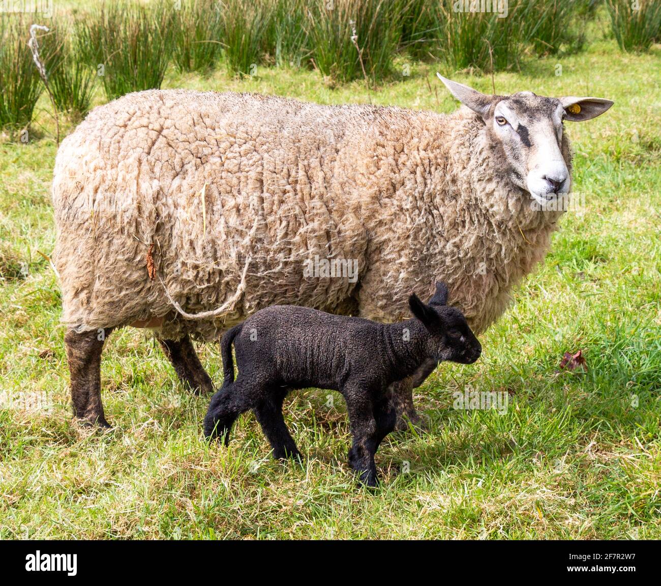 Suffolk Cross Ewe Ovis aries con corderos negros de un día Foto de stock